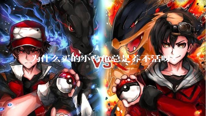 为什么买的小乌龟总是养不活呀？