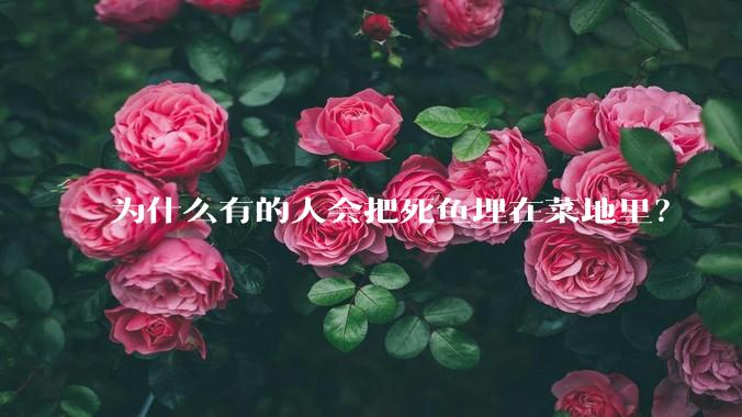 为什么有的人会把死鱼埋在菜地里？